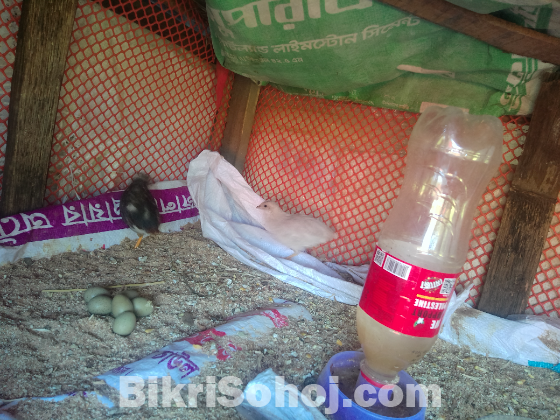 একজোড়া কিং কোয়েল পাখি বিক্রি করা হবে